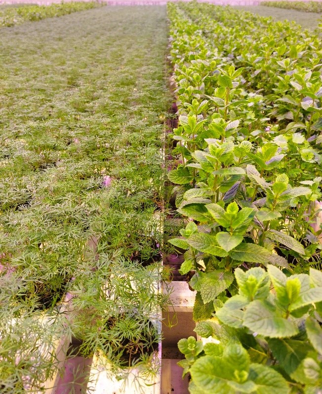 hydroponics NFT.jpg